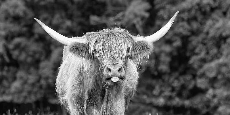Highland Coo by Holly Ross Highland Coo by Holly Ross