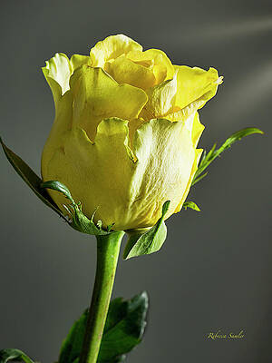 Hope by Rebecca Samler Hope by Rebecca Samler