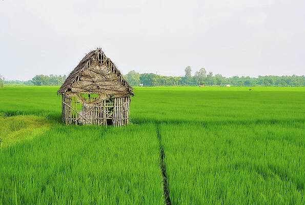 Hut in the Paddy field by Aarthi Arunkumar Hut in the Paddy field by Aarthi Arunkumar
