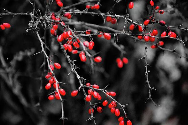 Wall Art - Photograph - In the forest #1 by Robert Grac