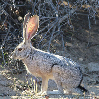 Jack Rabbit by Perry Hoffman Jack Rabbit by Perry Hoffman