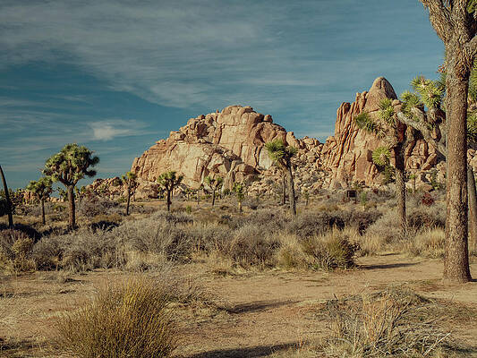 Joshua Tree desert by VM