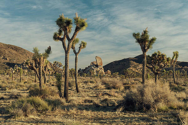 Joshua Tree, Yucca tree by VM