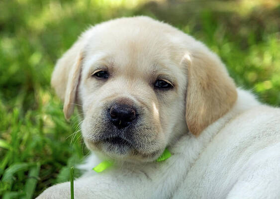 Labrador puppy in green grass by Mikhail Kokhanchikov Labrador puppy in green grass by Mikhail Kokhanchikov