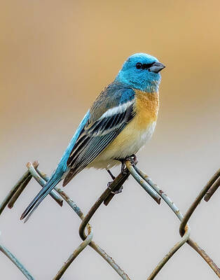 Vibrant Photograph - Lazuli Bunting #1 by Joe Fisher