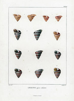 Limacons genre Helice by Nicholas Huet Limacons genre Helice by Nicholas Huet