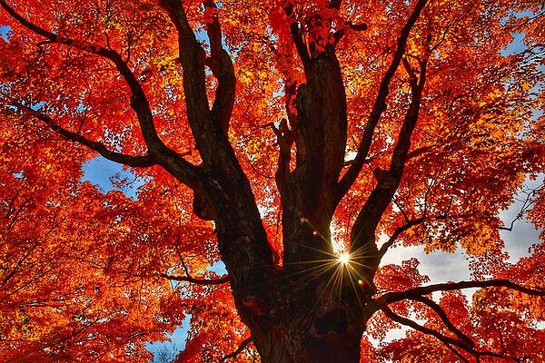Wall Art - Photograph - Looking up #1 by Monika Salvan