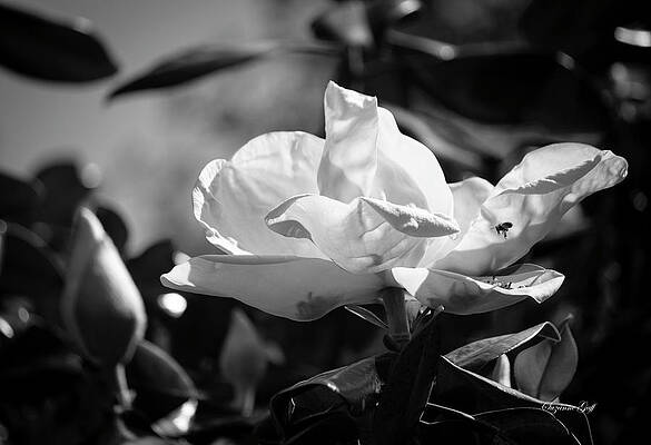 Magnolia grandiflora III - Black and White by Suzanne Gaff Magnolia grandiflora III - Black and White by Suzanne Gaff
