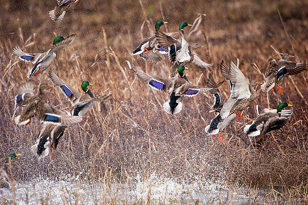 Wall Art - Photograph - Mallard Explosion #1 by Jeff Phillippi