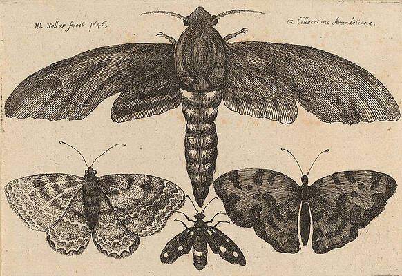 Moth and three butterflies Print by Wenceslaus Hollar