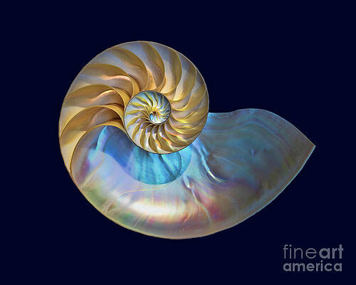 Nautilus Shell by Mimi Ditchie Nautilus Shell by Mimi Ditchie