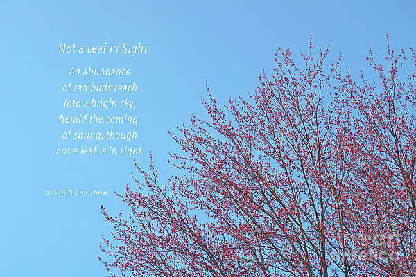 Not a Leaf in Sight by Ann Horn Not a Leaf in Sight by Ann Horn