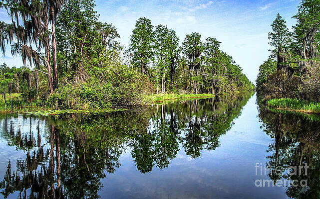 Okefenokee Swamp by Scott Moore Okefenokee Swamp by Scott Moore