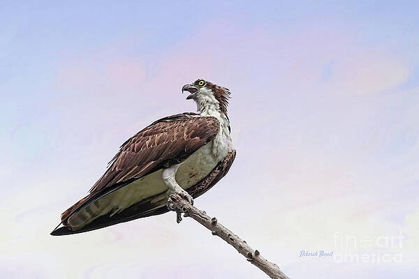 Out on a Limb by Deborah Benoit Out on a Limb by Deborah Benoit