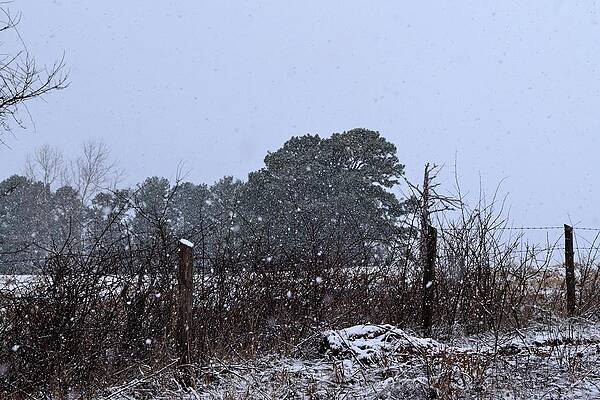 Ozark Snow 13 by Lawrence Hess Ozark Snow 13 by Lawrence Hess