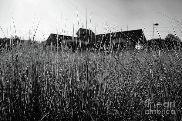 Peek Through by Len Tauro Peek Through by Len Tauro