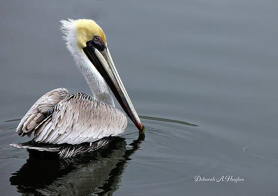 Pelican by Deborah Hughes Pelican by Deborah Hughes