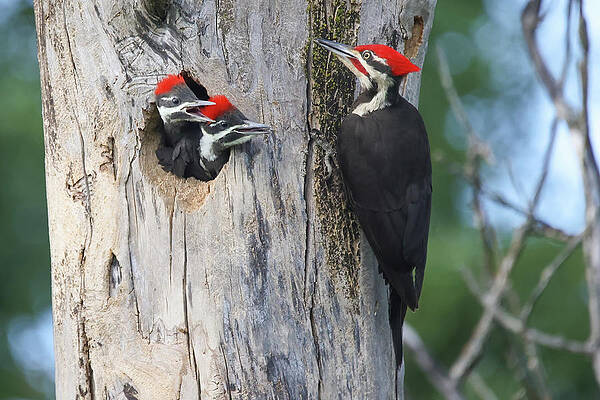 Pileated Woodpecker Family by Brook Burling Pileated Woodpecker Family by Brook Burling