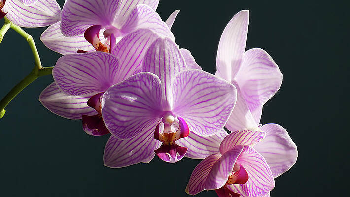 Laurence Bruneau Orchids Wall Art