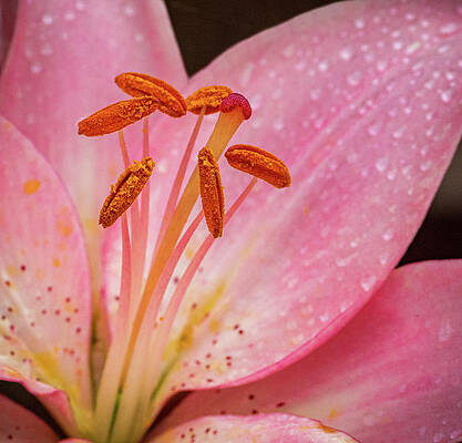 Pink Lily closeup by Jean Noren Pink Lily closeup by Jean Noren