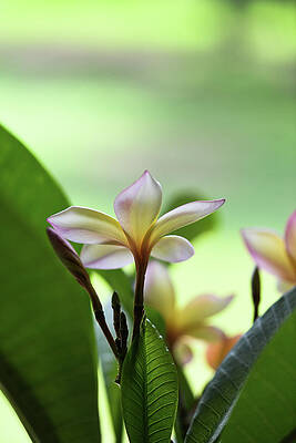 Plumeria Light by Kelly Wade Plumeria Light by Kelly Wade