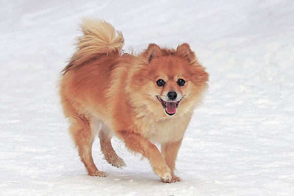 Pomeranian by John Ashdown