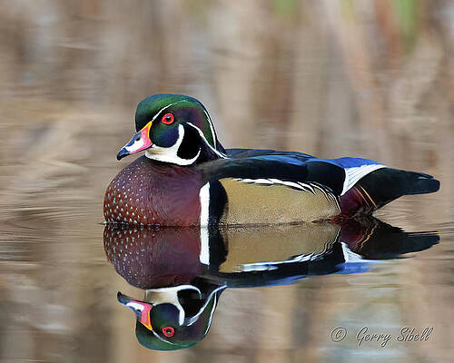 Wall Art - Photograph - Proud #1 by Gerry Sibell