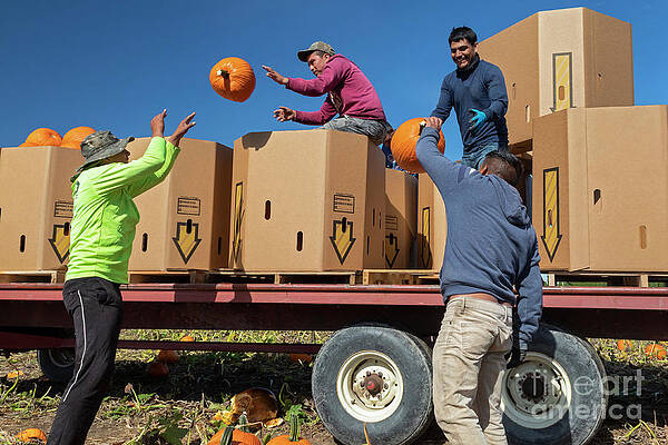 Wall Art - Photograph - Pumpkin Harvest #1 by Jim West