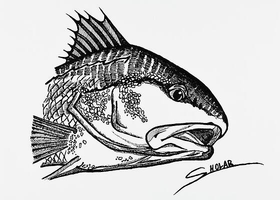 Saltwater Fish Drawings | Fine Art America