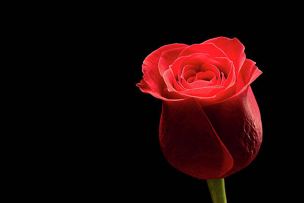 Red rose flower isolated on black background by Philippe Lejeanvre Red rose flower isolated on black background by Philippe Lejeanvre