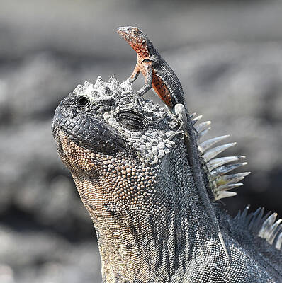 Reptile Partners by Ben Foster Reptile Partners by Ben Foster