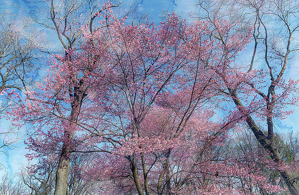 Sakura by Cate Franklyn Sakura by Cate Franklyn