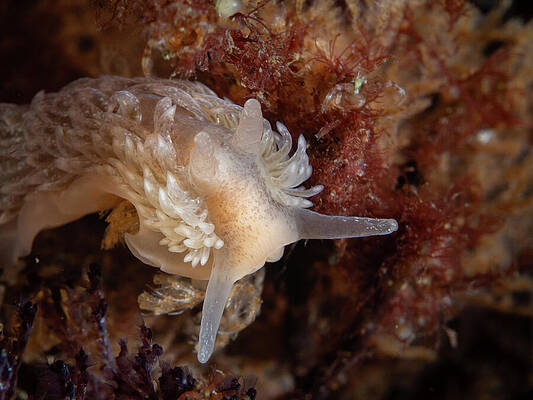 Wall Art - Photograph - Shag Rug Nudibranch #1 by Brian Weber