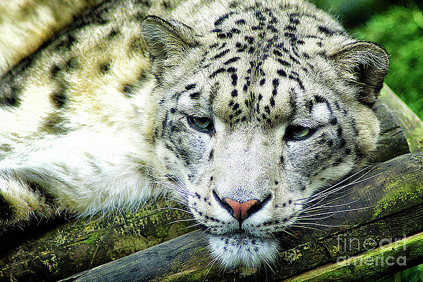 Snow Leopard by Toula Mavridou-Messer Snow Leopard by Toula Mavridou-Messer