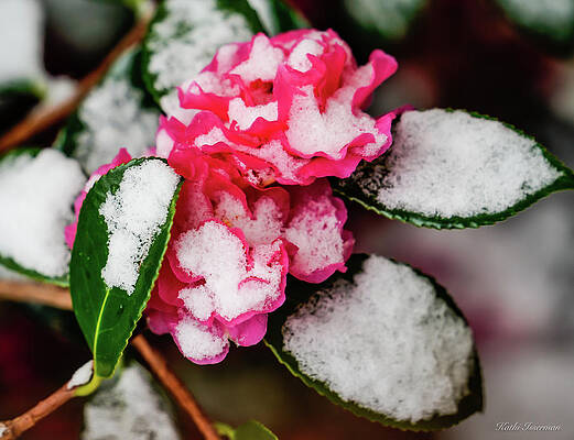 Wall Art - Photograph - Snowy Camellia I by Kathi Isserman