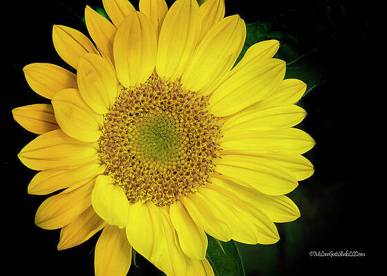 Sunflower Dreams by LeeAnn McLaneGoetz McLaneGoetzStudioLLCcom Sunflower Dreams by LeeAnn McLaneGoetz McLaneGoetzStudioLLCcom
