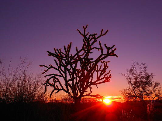 Peace And Love In The Great Mohave by James Welch Peace And Love In The Great Mohave by James Welch