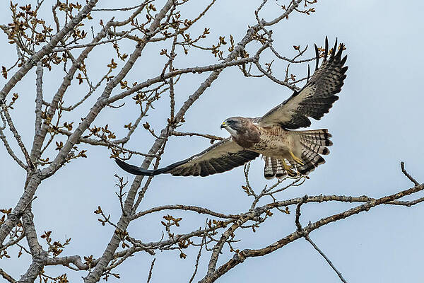 Swainson's Hawk - Buteo swainsoni by Hawk Buckman Swainson's Hawk - Buteo swainsoni by Hawk Buckman
