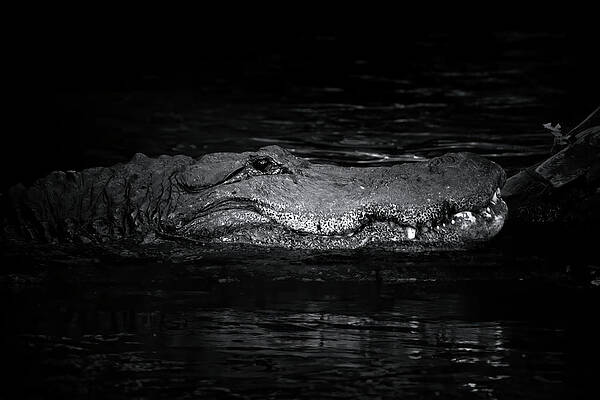 https://render.fineartamerica.com/images/images-profile-flow/400/images/artworkimages/mediumlarge/3/1-the-alligator-by-the-creek-mark-andrew-thomas.jpg