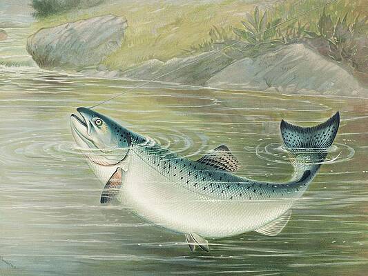 Salmon Paintings for Sale - Fine Art America