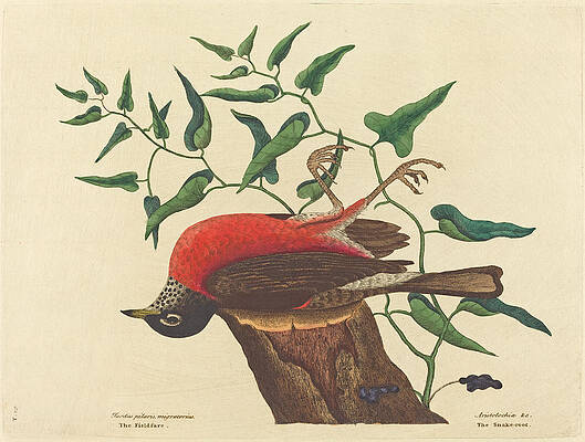 The Fieldfare of Carolina, Turdus migratorius Print by Mark Catesby