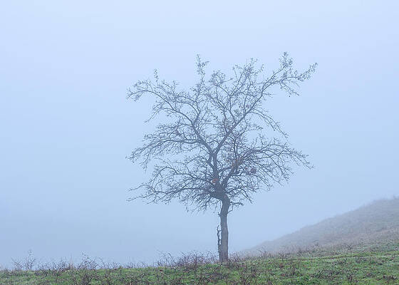 The fog comes like little cat feet by Alessandra RC The fog comes like little cat feet by Alessandra RC