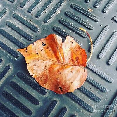 The Leaf by Steven Wills The Leaf by Steven Wills