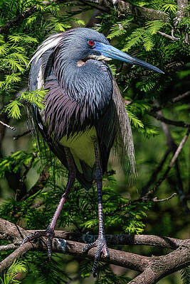 The Look by Ray Silva The Look by Ray Silva