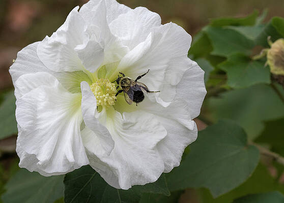 The Pollinator by Kathy Clark The Pollinator by Kathy Clark