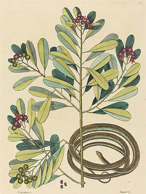 The Ribbon Snake, Coluber saurita Print by Mark Catesby