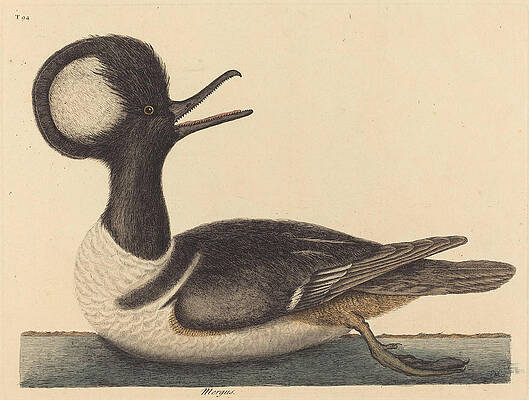 The Round Crested Duck, Mergus cucullatus Print by Mark Catesby