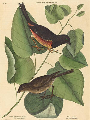 The Towhe Bird, Fringilla Erythrophthalma Print by Mark Catesby