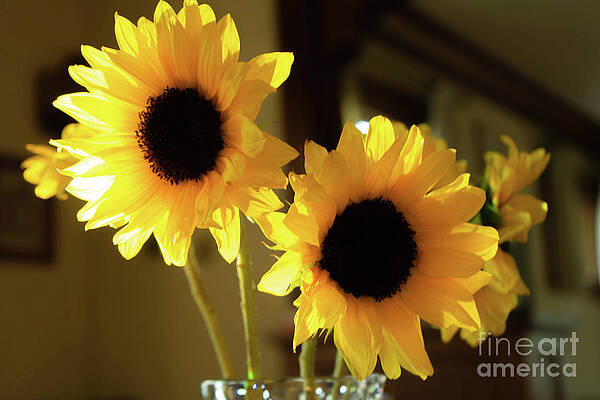 The Vase Sunflowers by Randall Saltys The Vase Sunflowers by Randall Saltys