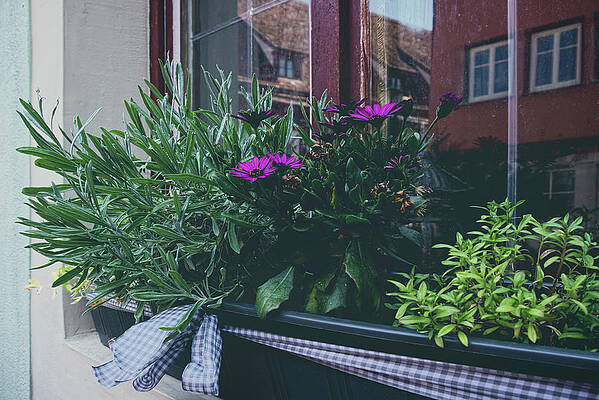 The Window Box by Lucinda Walter The Window Box by Lucinda Walter